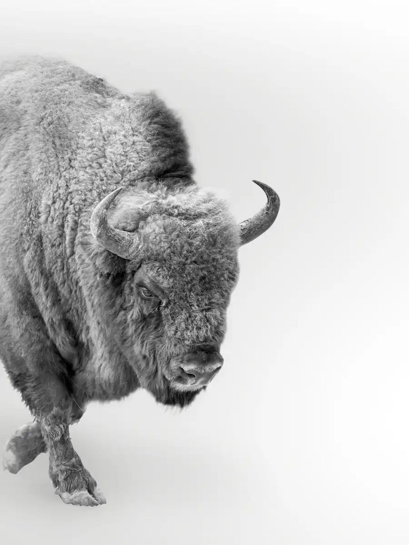 Wild Bison Wall Art