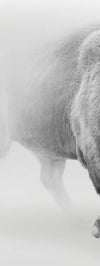 Wild Bison Wall Art