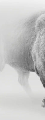 Wild Bison Wall Art