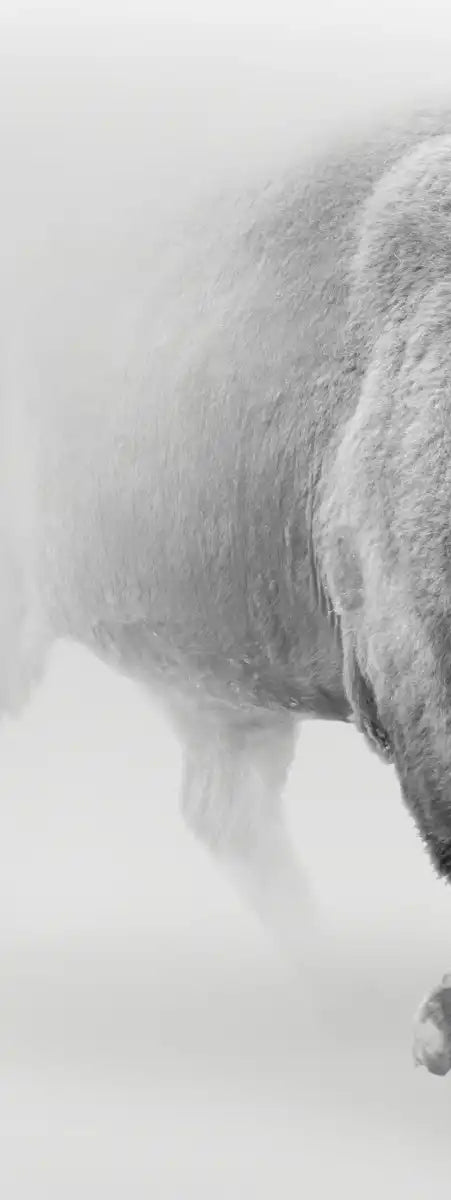 Wild Bison Wall Art