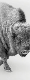 Wild Bison Wall Art