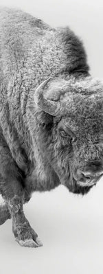 Wild Bison Wall Art