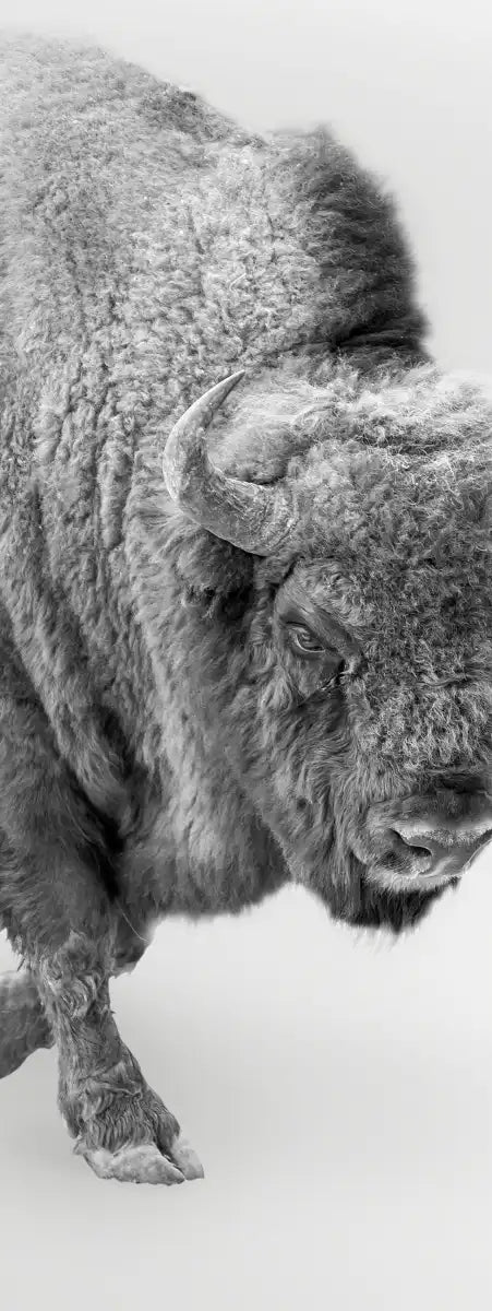 Wild Bison Wall Art