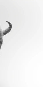 Wild Bison Wall Art