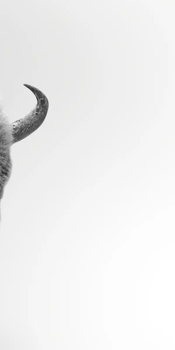 Wild Bison Wall Art