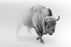 Wild Bison Wall Art