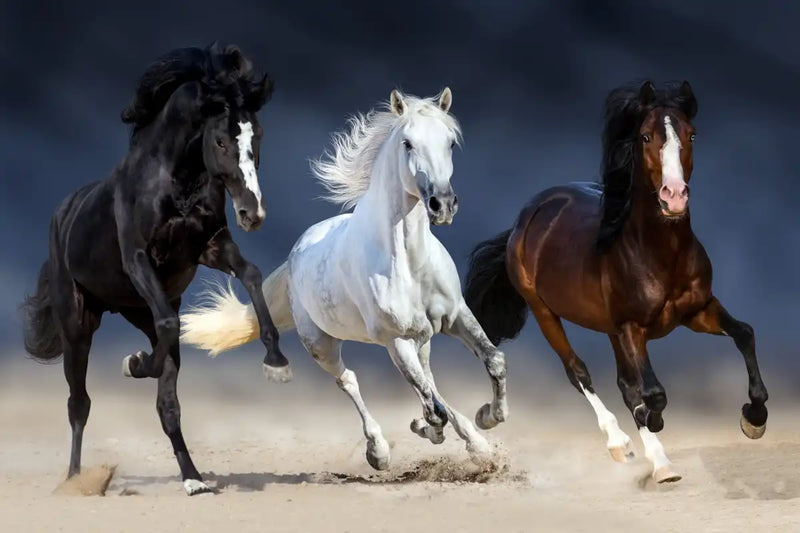 Wild Colorful Horses Wall Art