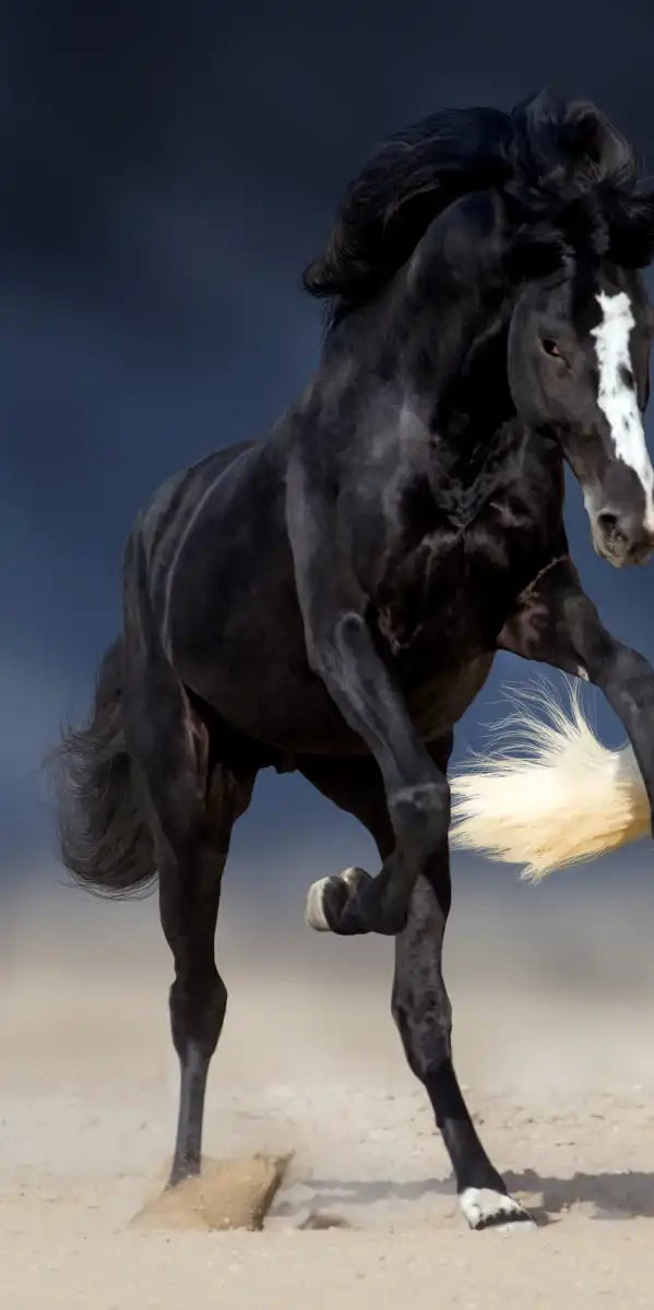 Wild Colorful Horses Wall Art