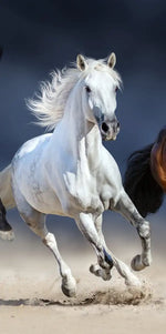 Wild Colorful Horses Wall Art