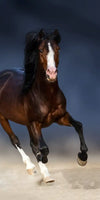 Wild Colorful Horses Wall Art