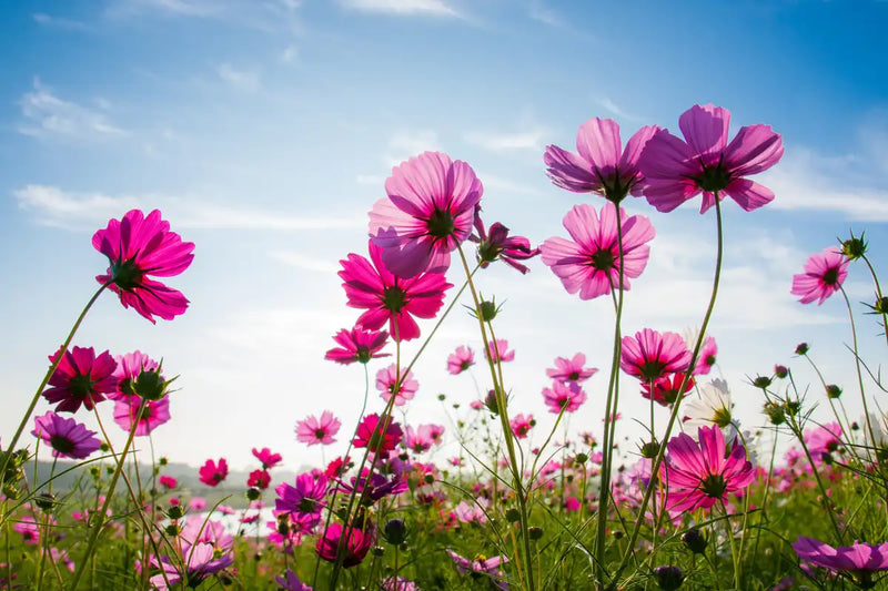 Wild Cosmos Flowers Wall Art