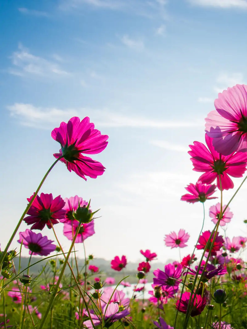 Wild Cosmos Flowers Wall Art