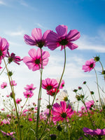 Wild Cosmos Flowers Wall Art