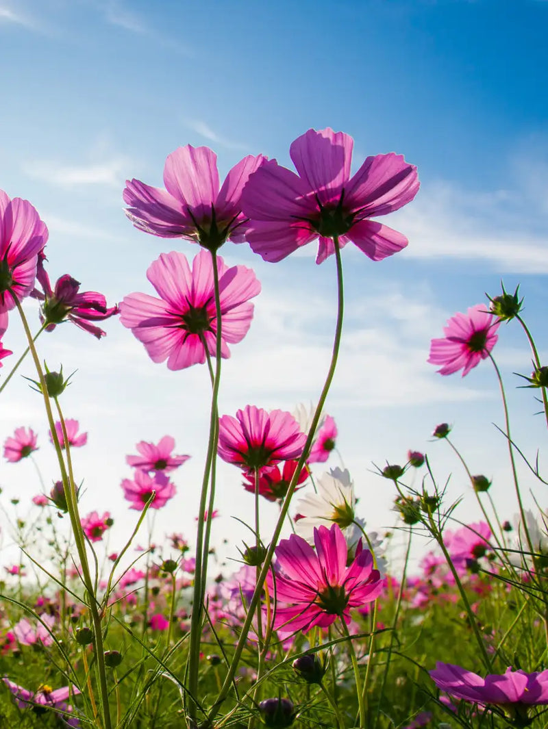 Wild Cosmos Flowers Wall Art