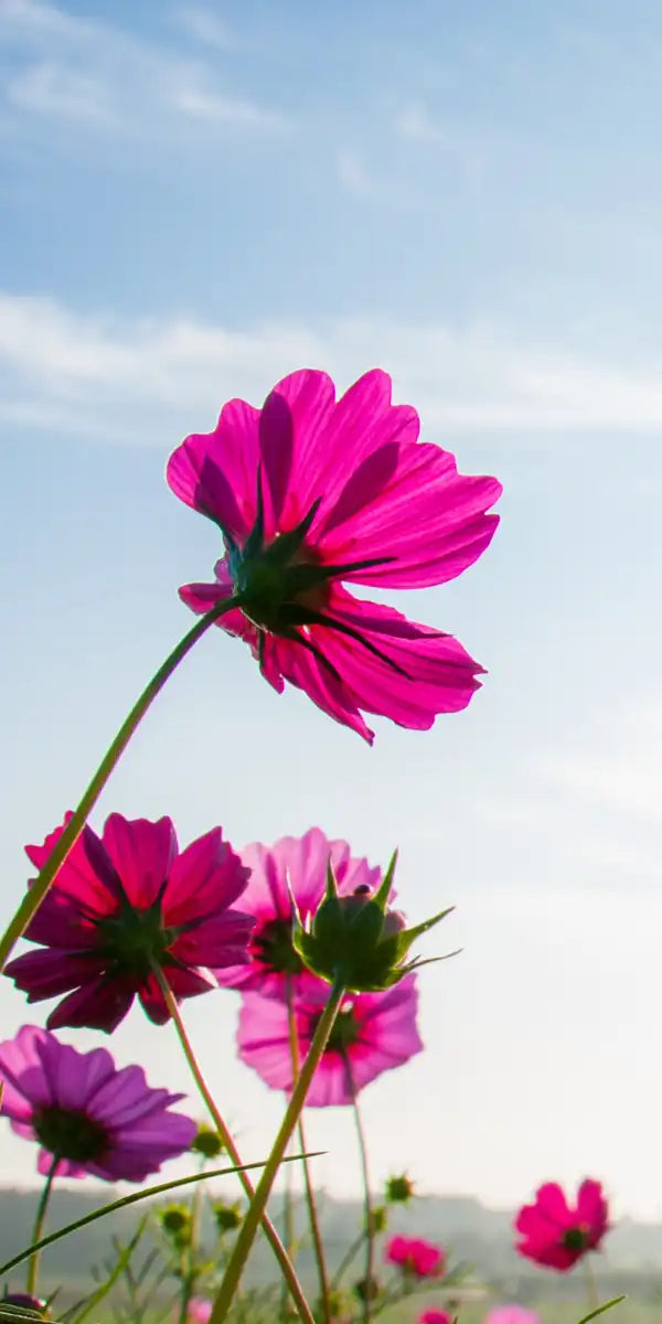 Wild Cosmos Flowers Wall Art