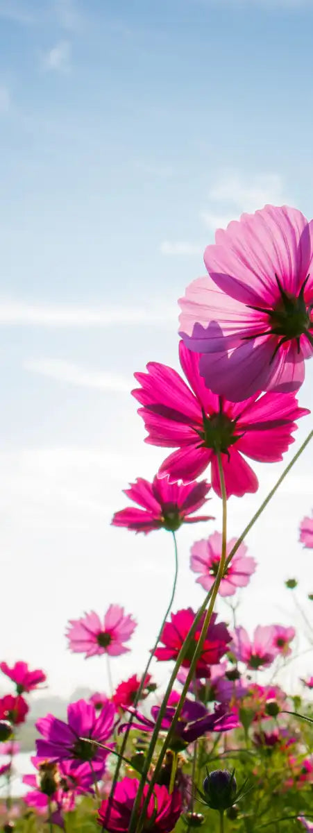 Wild Cosmos Flowers Wall Art