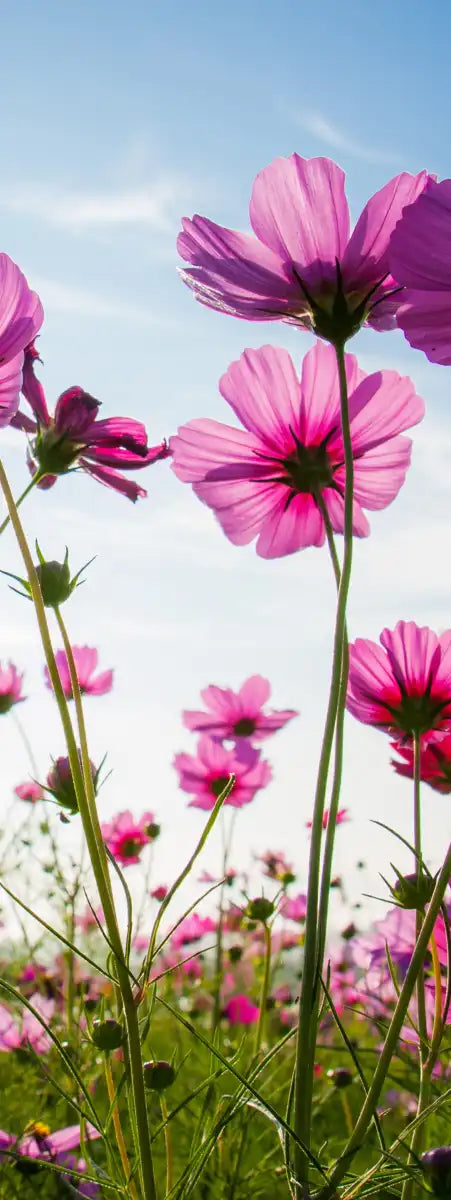 Wild Cosmos Flowers Wall Art