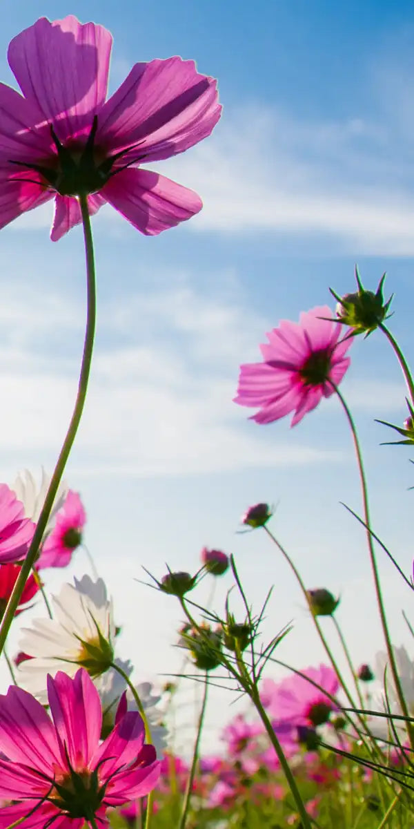 Wild Cosmos Flowers Wall Art