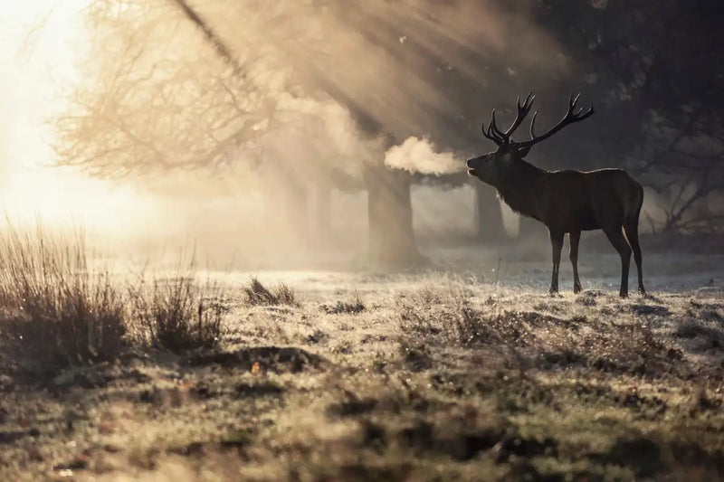 Wild Deer In Snow Wall Art