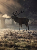 Wild Deer In Snow Wall Art