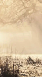 Wild Deer In Snow Wall Art