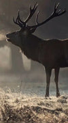 Wild Deer In Snow Wall Art