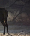 Wild Deer In Snow Wall Art