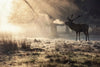 Wild Deer In Snow Wall Art