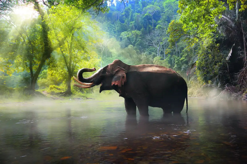 Wild Elephant Wall Art
