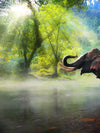 Wild Elephant Wall Art