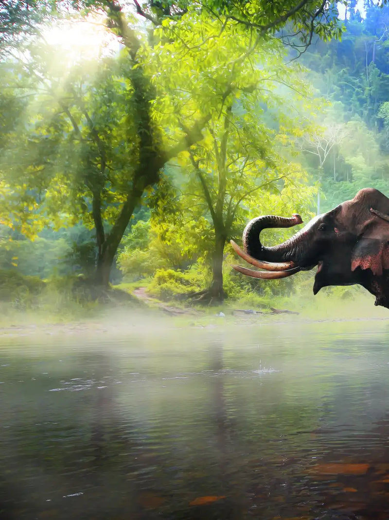 Wild Elephant Wall Art
