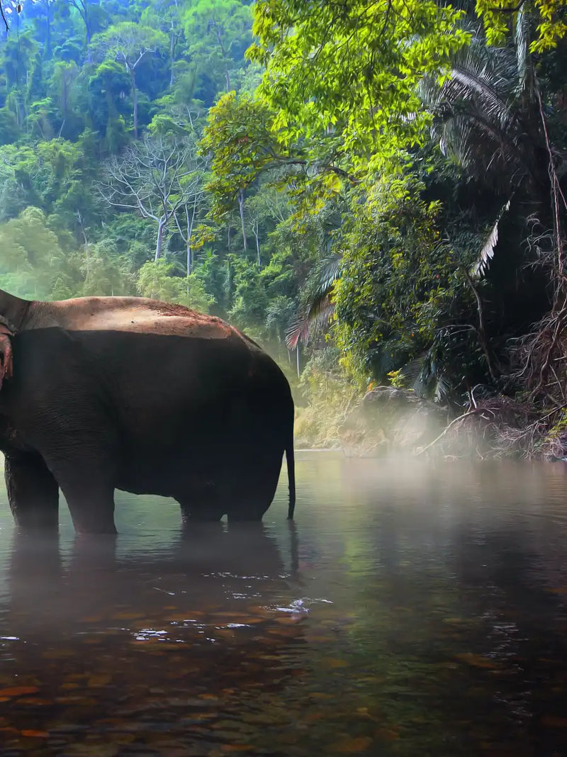 Wild Elephant Wall Art