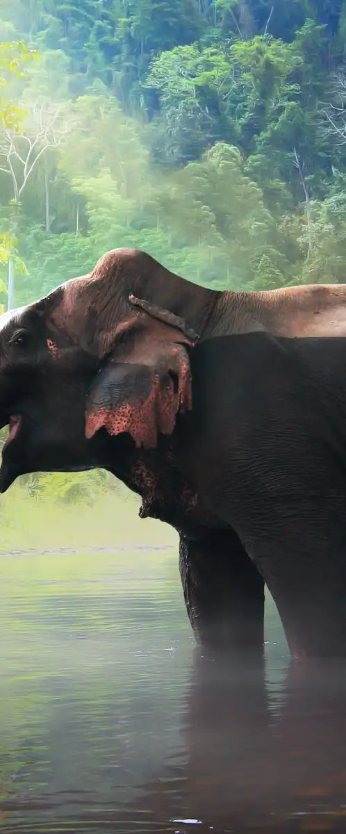 Wild Elephant Wall Art