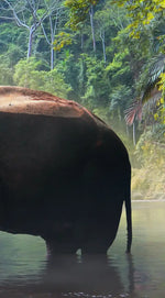 Wild Elephant Wall Art