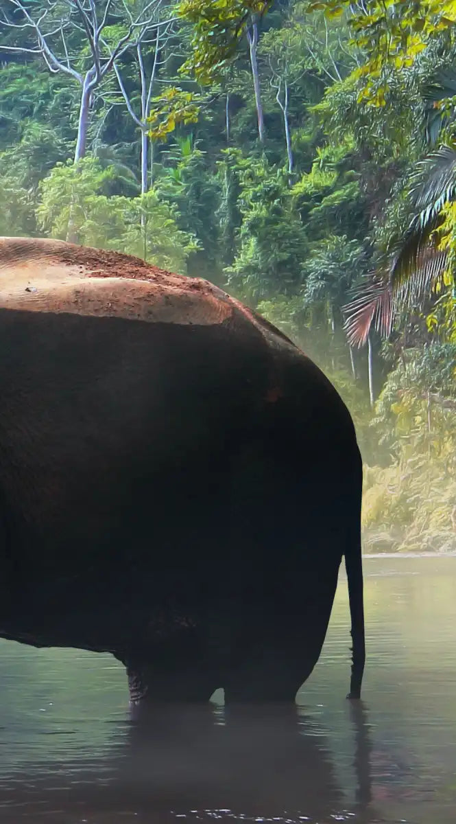 Wild Elephant Wall Art