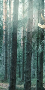 Wild Forest Moose Wall Art