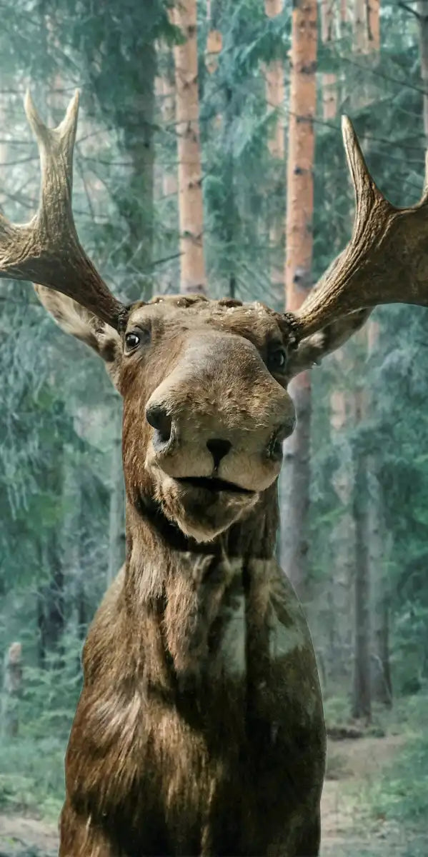 Wild Forest Moose Wall Art