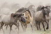 Wild Horse Stampede Wall Art