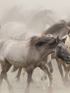 Wild Horse Stampede Wall Art