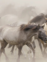 Wild Horse Stampede Wall Art