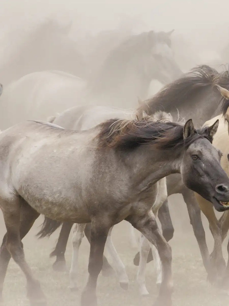 Wild Horse Stampede Wall Art