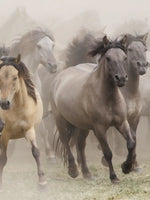 Wild Horse Stampede Wall Art