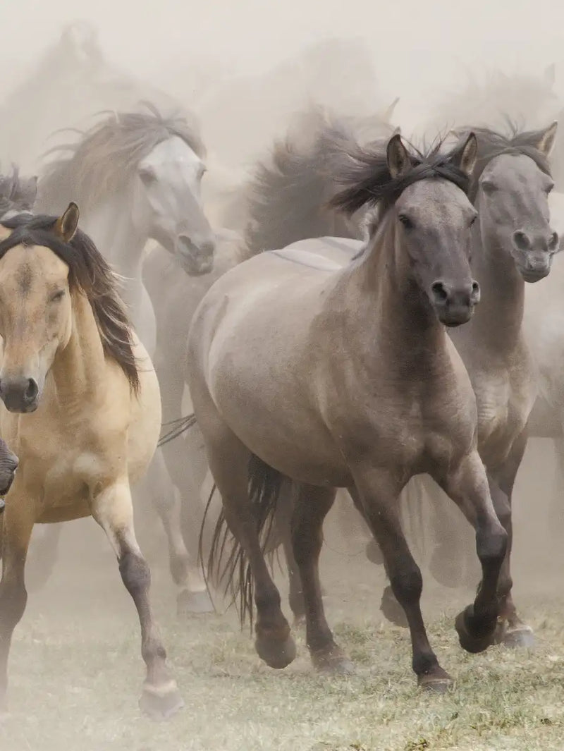 Wild Horse Stampede Wall Art