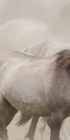Wild Horse Stampede Wall Art