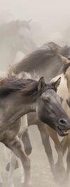 Wild Horse Stampede Wall Art