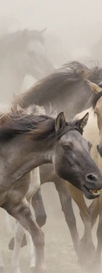 Wild Horse Stampede Wall Art
