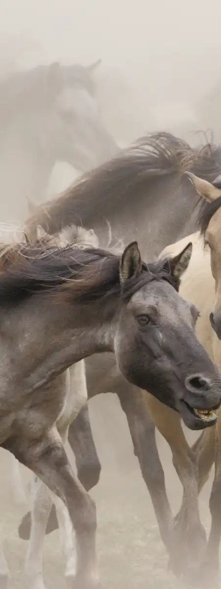 Wild Horse Stampede Wall Art