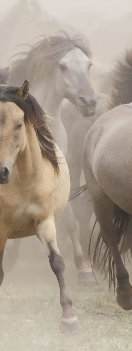 Wild Horse Stampede Wall Art