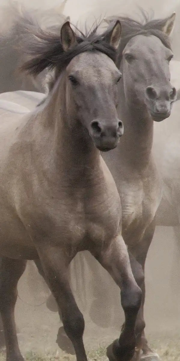 Wild Horse Stampede Wall Art