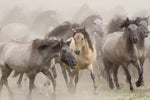 Wild Horse Stampede Wall Art